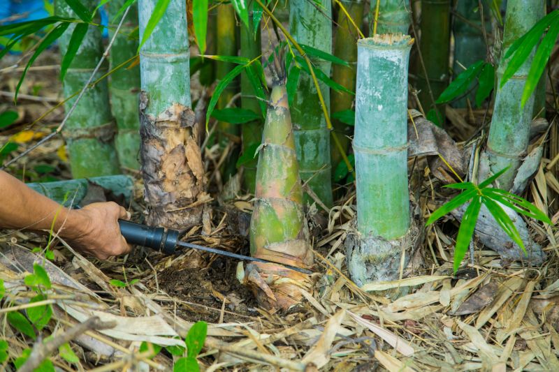 Bamboo Roots Removal