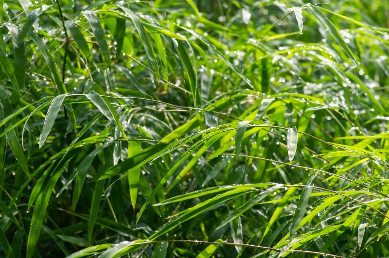 Bamboo Roots Removal