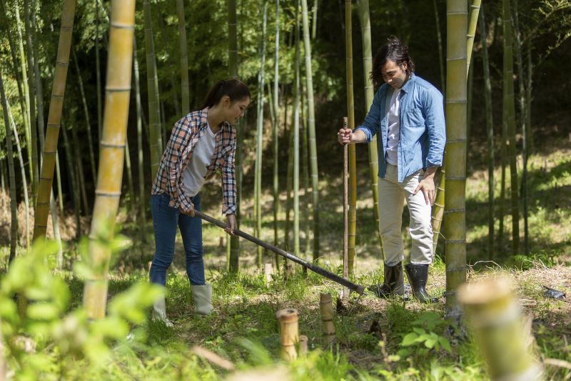 Bamboo Roots Removal