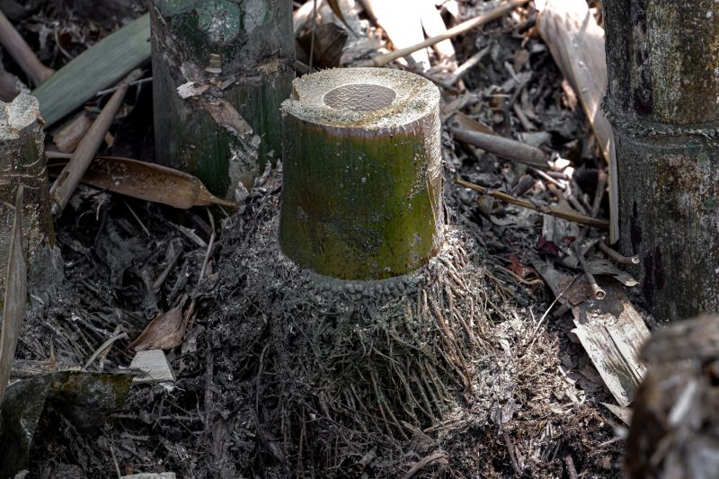 Before and After Bamboo Removal