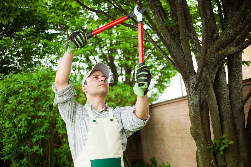 Cedar Tree Pruning in Doylestown, PA