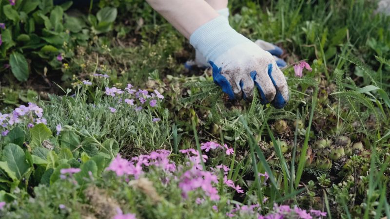 Flower Bed Weeding Service in Honolulu, HI