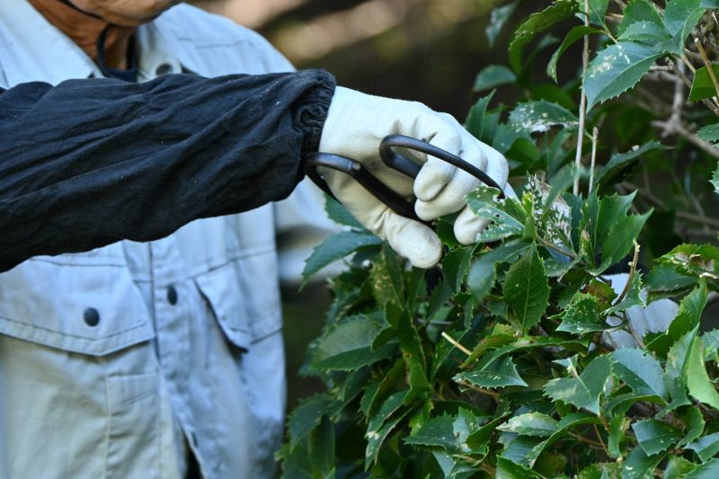 Holly Bushes Trimming in Rockwall, TX
