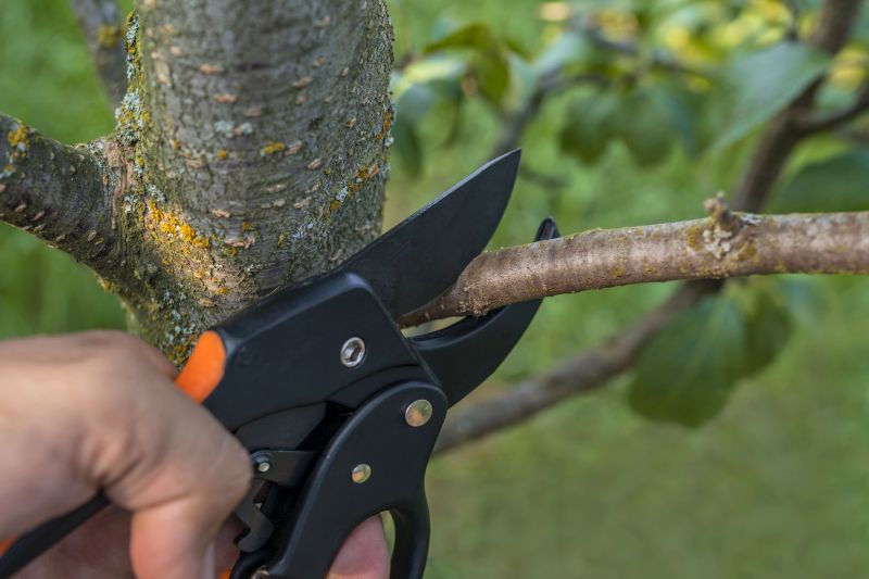 Limbs Trimming in Reno, NV