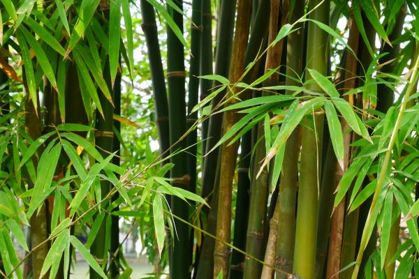 Bamboo Removal Services
