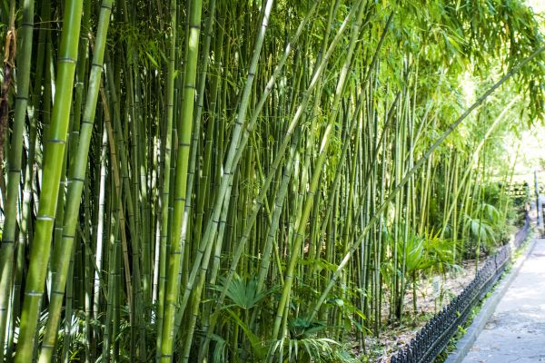 Bamboo Root Removal