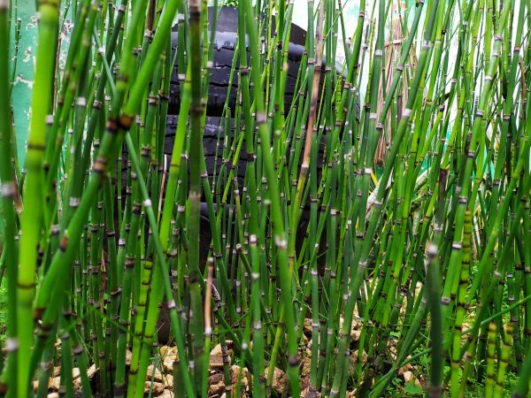Removing Bamboo Service