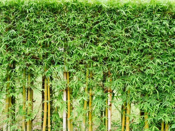 Bamboo Clearing