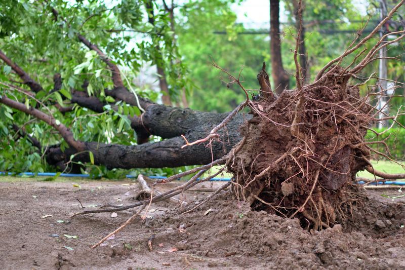 Soil Type Impact